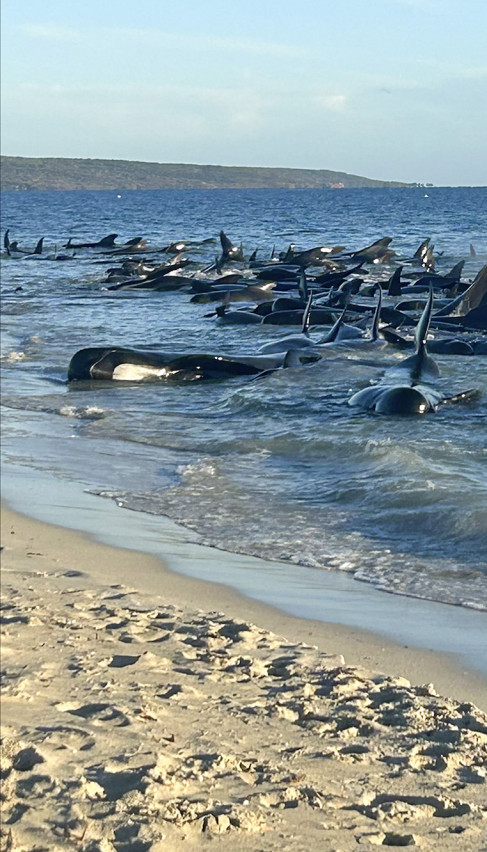 НЕКИ ЕУТАНАЗИРАНИ: Снимак смрти китова - плач мајке Земље