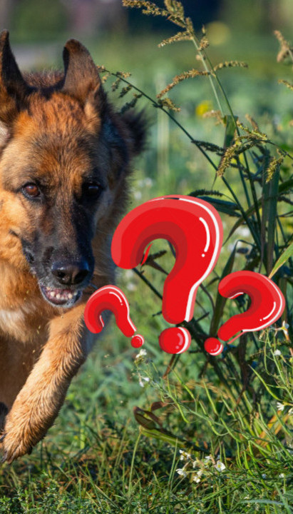 Kako da se zaštitite od napada AGRESIVNOG psa?