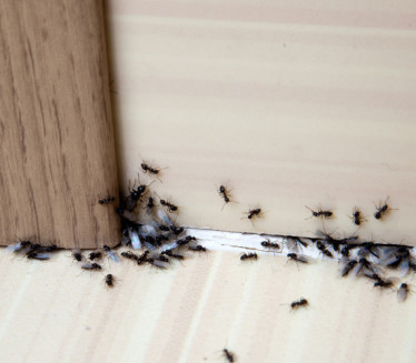 Kako da se rešite mrava bez jakih otrova - sasvim prirodno