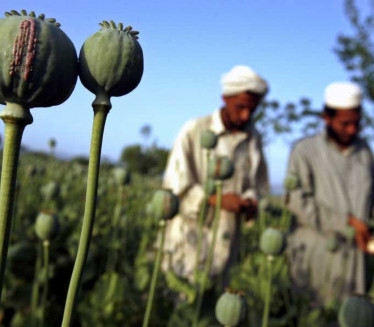 НЕЋЕ МОЋИ: Талибани хоће да забране дрогу - ево зашто неће успети (ВИДЕО)