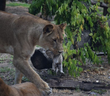 TUŽNE VESTI IZ PALIĆKOG ZOO VRTA: Uginuli mali lavići, lavica nije imala mleka (FOTO)