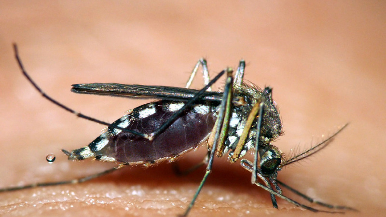 DOŠLI SU RANIJE: Kako da se odbranimo od komaraca