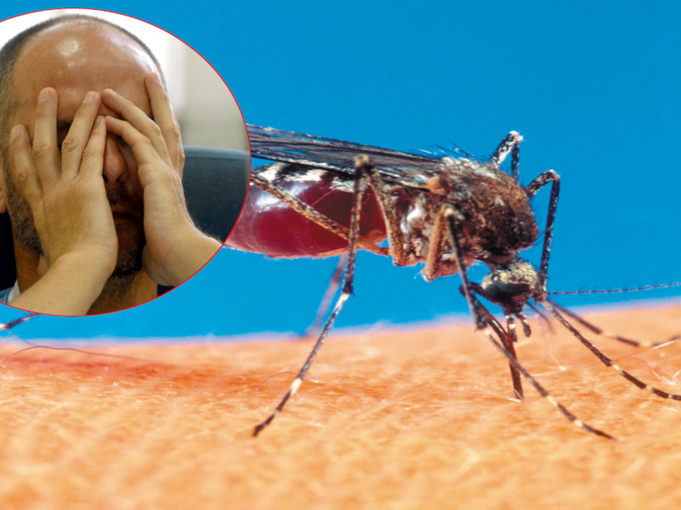 OBRATITE PAŽNJU: Ujedi insekata vrlo opasni-sprečite i lečite