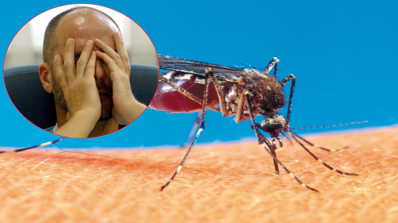 OBRATITE PAŽNJU: Ujedi insekata vrlo opasni-sprečite i lečite