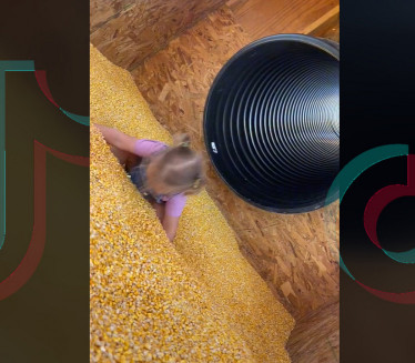 PRESLATKO! Devojčica se spušta u kukuruz (VIDEO)