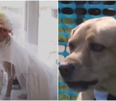PRESLATKO: Ovako izgleda venčanje za pse (VIDEO)
