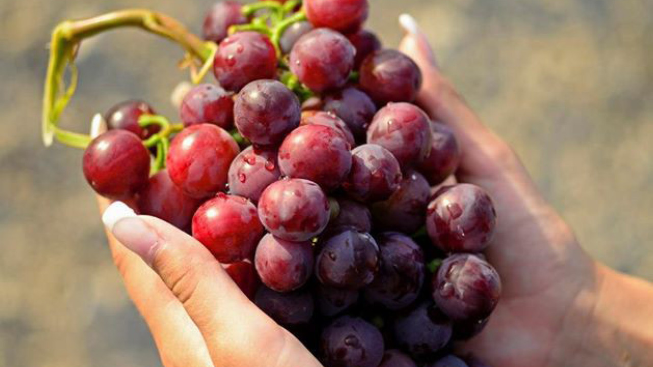 STEVAN RAJTA: Prinosi grožđa će zbog suše biti manji