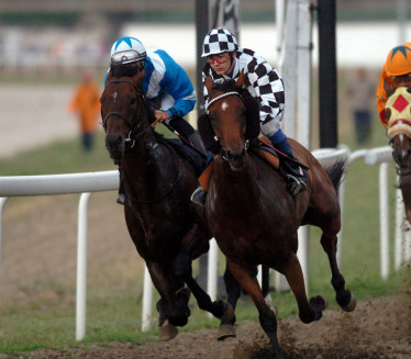 KUP SREMA: U nedelju trke konja u Sremskoj Mitrovici