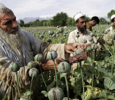 TO SE NE DIRA: Talibani će se teško odreći prihoda od droge