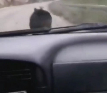 NEVERICA KOD ROŽAJA: Medved se našao nasred ulice (VIDEO)