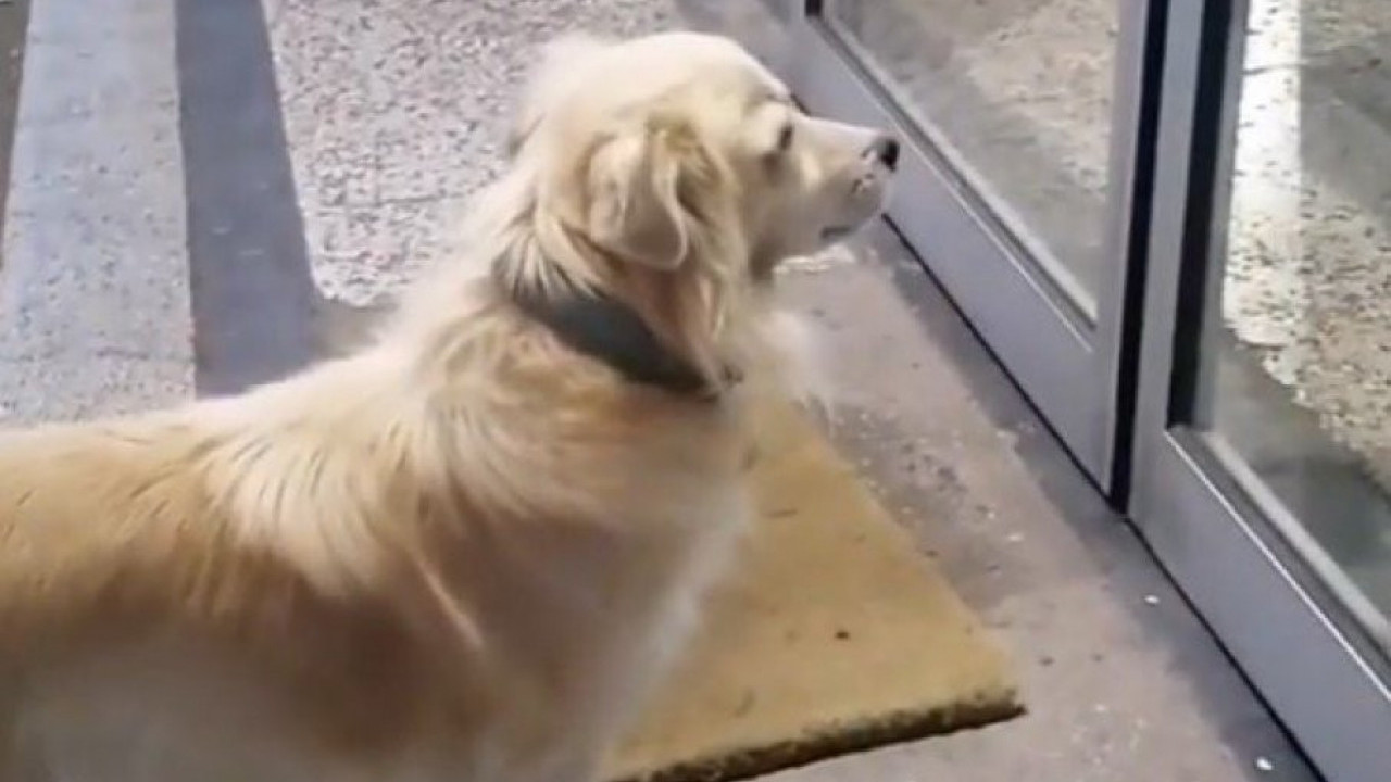 VIDEO RASPLAKAO SRBIJU: Verni pas čeka gazdu ispred bolnice