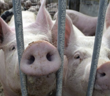 ŠOK PRIZOR U BEOGRADU: Ogromna svinja se nonšalantno šeta