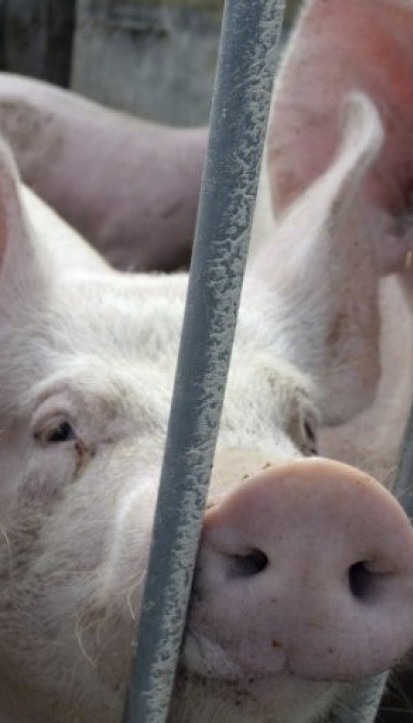 ŠOK PRIZOR U BEOGRADU: Ogromna svinja se nonšalantno šeta