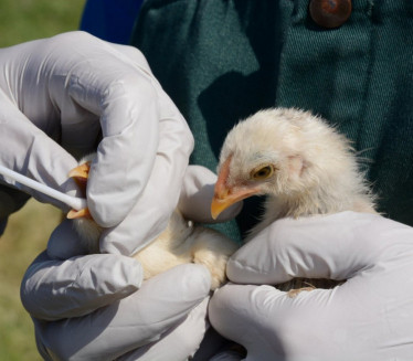 Epidemija ptičjeg gripa na jugu Rumunije