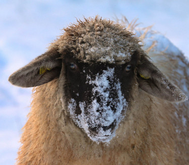 БИЗАРНО: Овца убила волонтерку на фарми