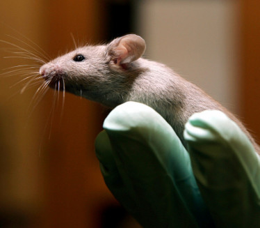 100 ЉУДИ У КАРАНТИНУ: Заражени миш ујео радницу лабораторије