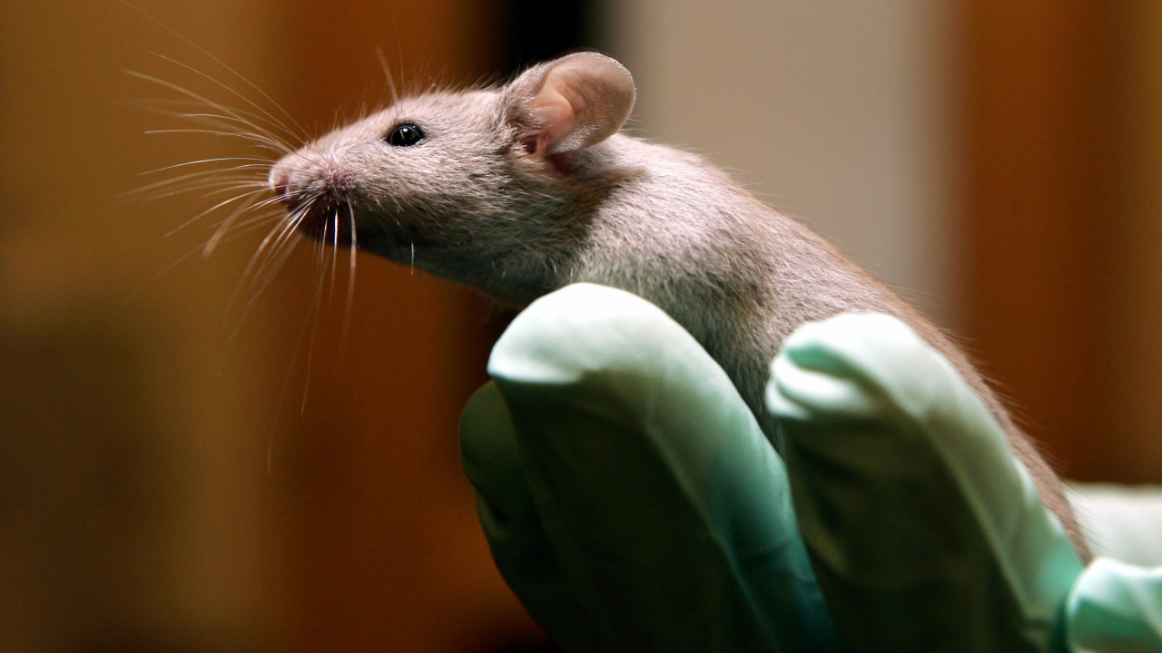 100 LJUDI U KARANTINU: Zaraženi miš ujeo radnicu laboratorije