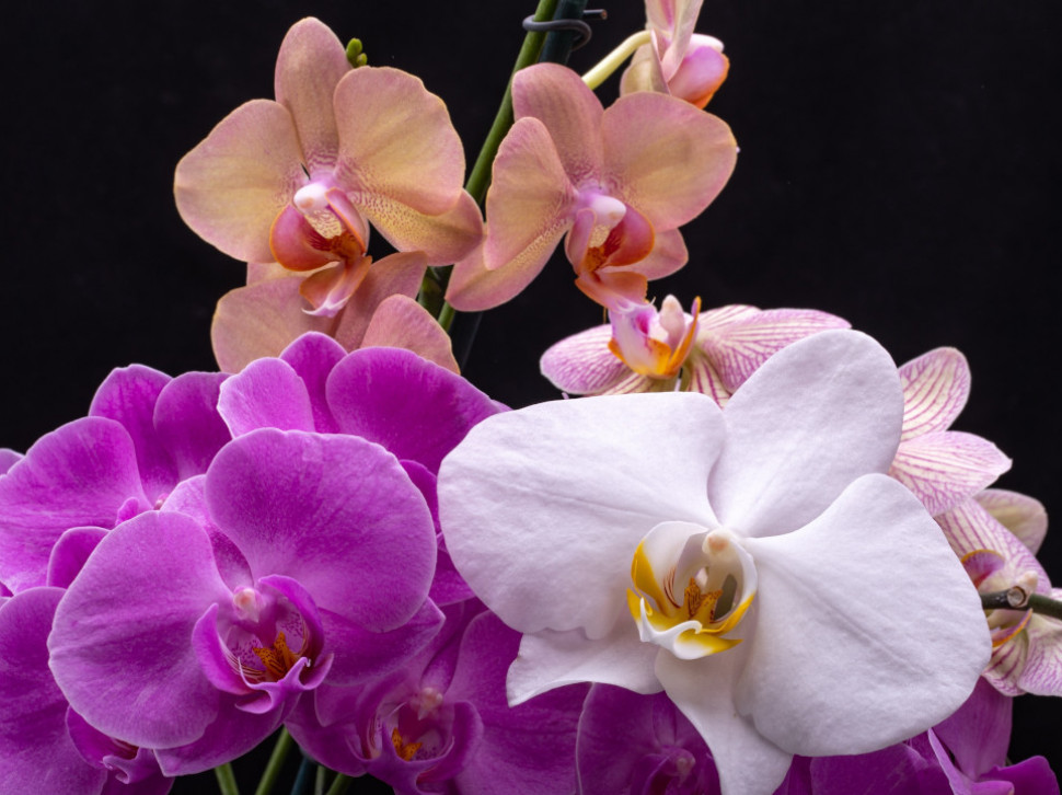 РЕШЕЊЕ: Хоћете да орхидеја цвета целе године, а не иде вам?
