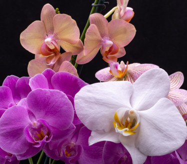 ЈЕДНОСТАВАН ТРИК: Како да орхидеја поново процвета?