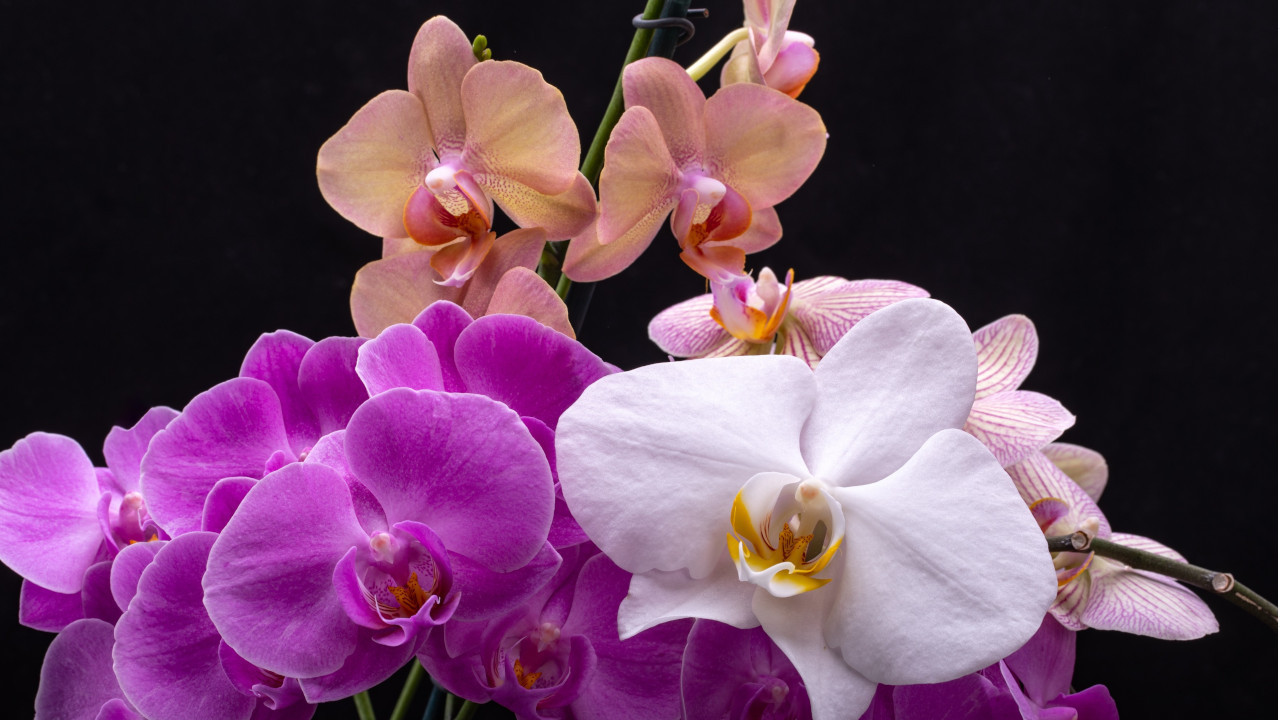 РЕШЕЊЕ: Хоћете да орхидеја цвета целе године, а не иде вам?