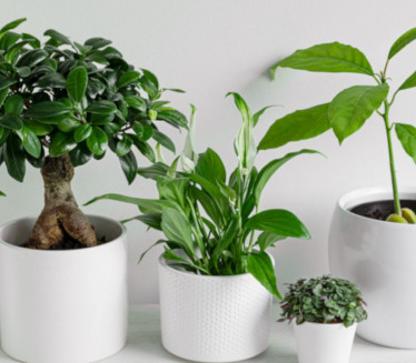 Ovih pet biljaka poželjno je imati u domu u toku grejne sezone