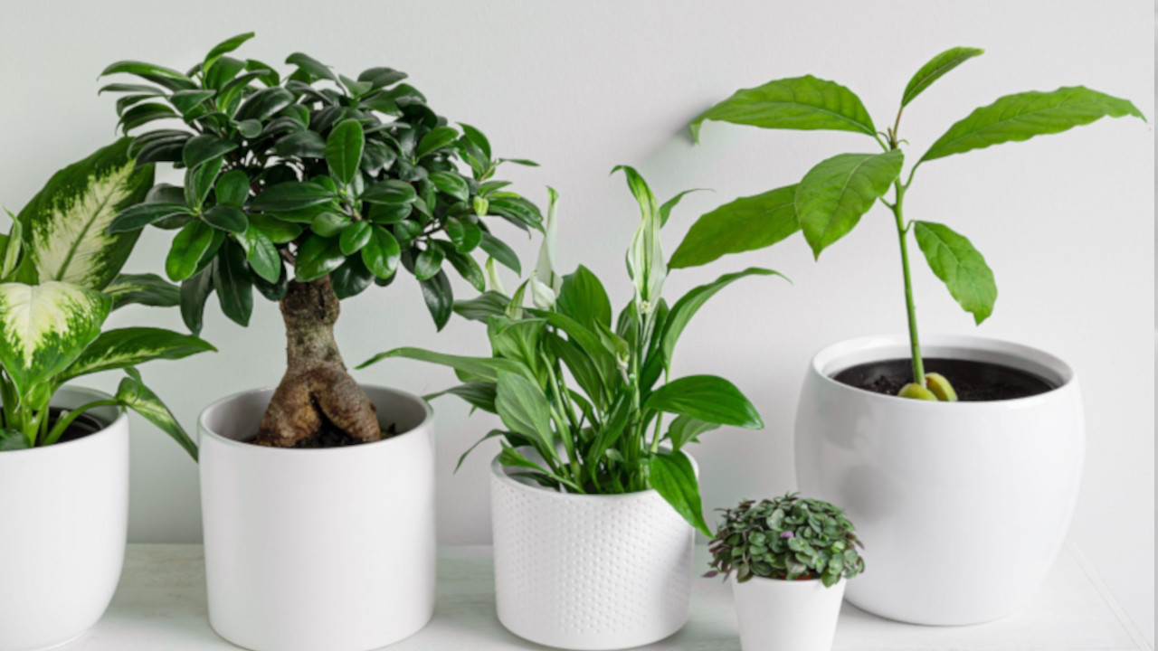Ових пет биљака пожељно је имати у дому у току грејне сезоне