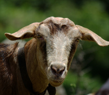 BIZARNA TRAGEDIJA: Sveštenik umesto koze obezglavio ČOVEKA