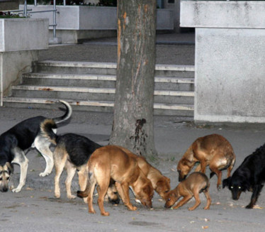 UŽAS U PANČEVU Ženu izujedali psi na ulici, priveden vlasnik