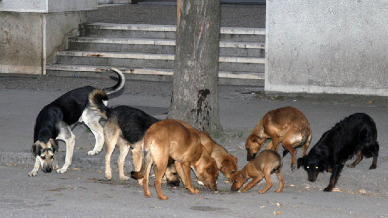 UŽAS U PANČEVU Ženu izujedali psi na ulici, priveden vlasnik