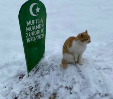 Mačak ni posle dva meseca ne mrda sa Muftijinog groba