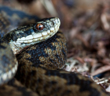 IMA SAMO METAR: Ova zmije može da proguta najveći plen