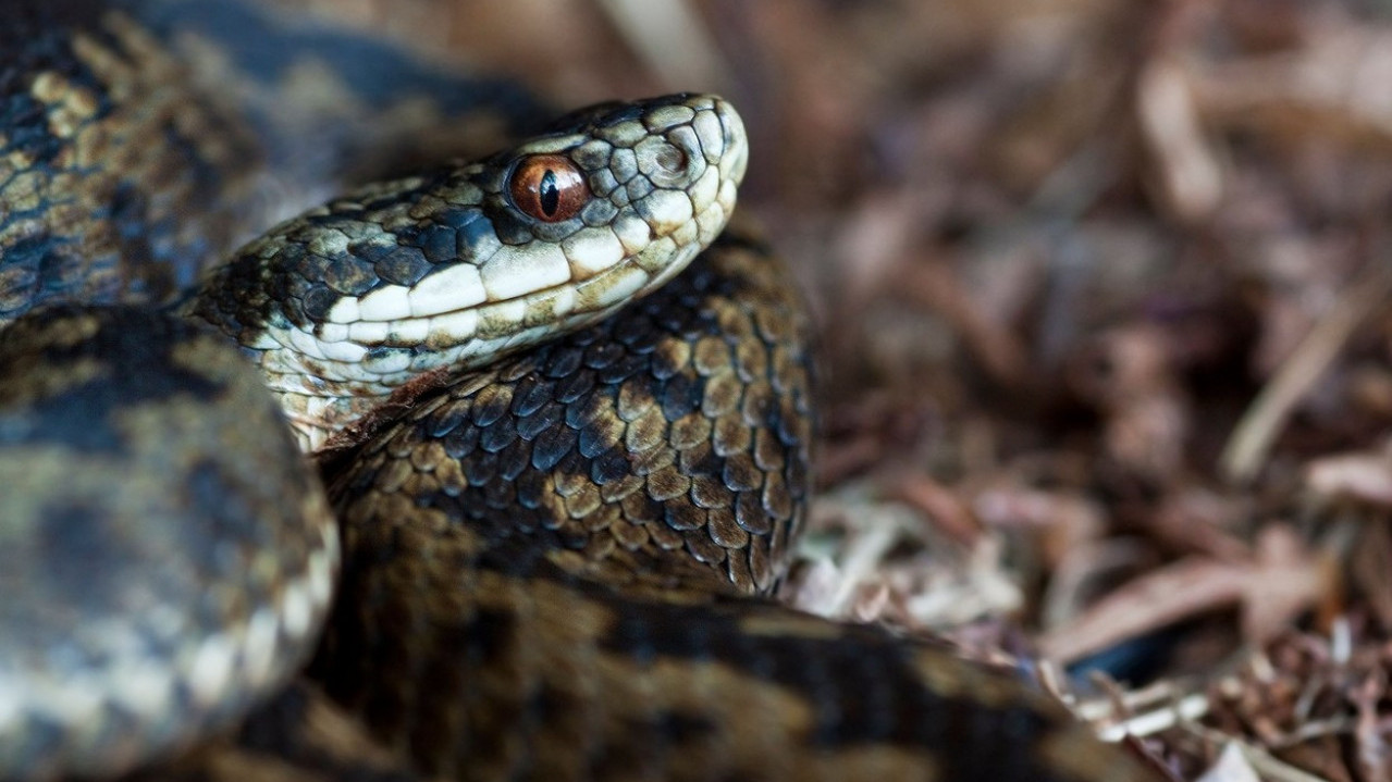 IMA SAMO METAR: Ova zmije može da proguta najveći plen