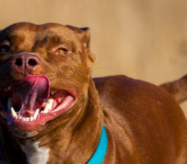 NE IGRAJTE SE SA NJIMA: Ovo su 3 najopasnije vrste pasa