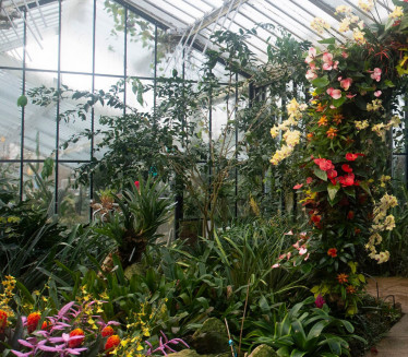 ЧЕКАЛО СЕ 130 ЛЕТА Чудо у Ботаничкој башти после једног века