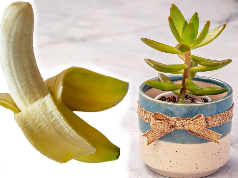 MALI KUĆNI TRIKOVI: Vratite cveće u život sa korom od banane