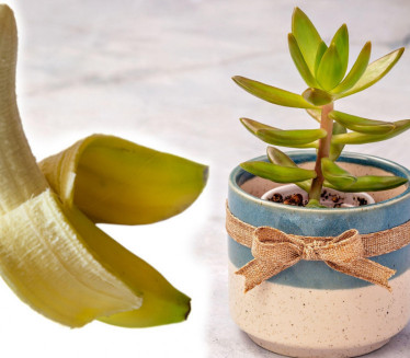 МАЛИ КУЋНИ ТРИКОВИ: Вратите цвеће у живот са кором од банане