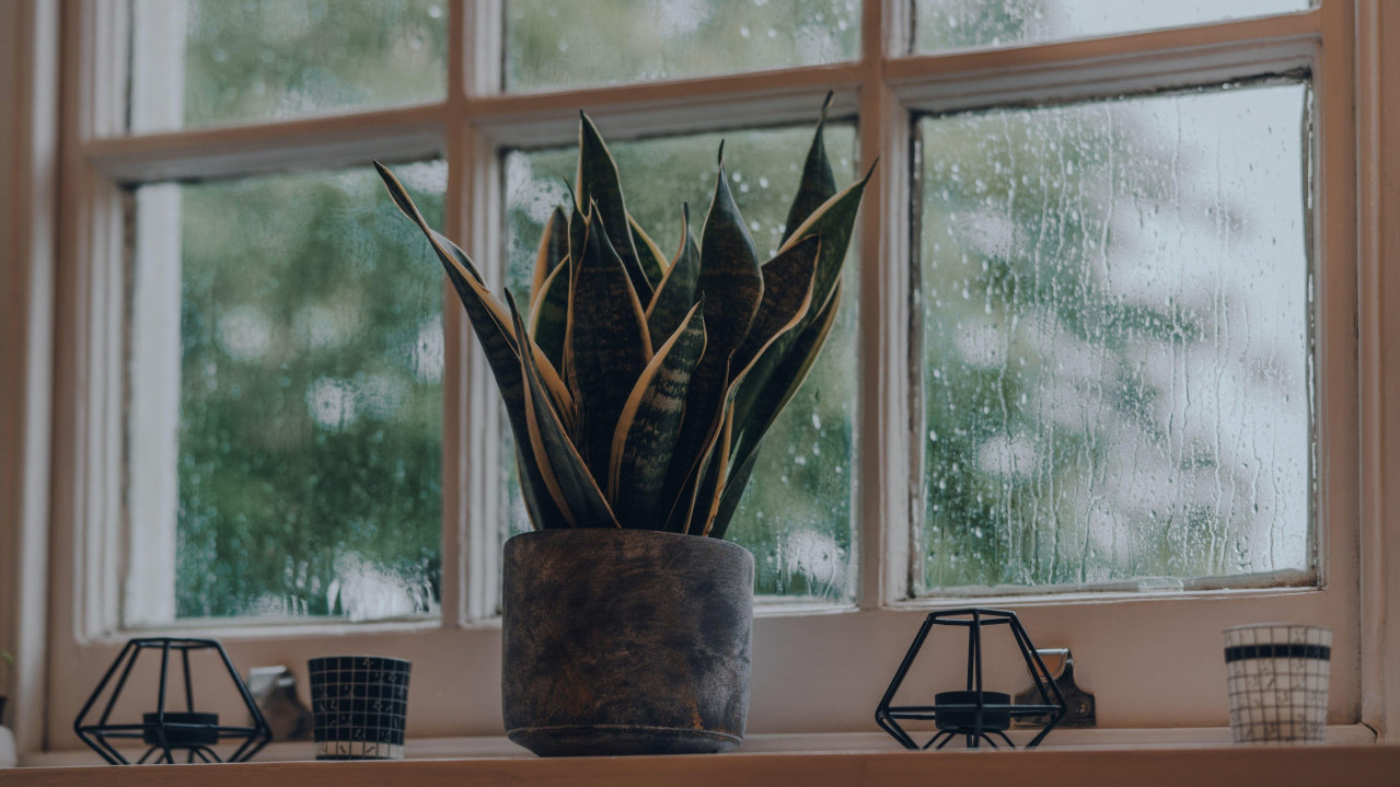 VAŽNI SAVETI Kako da kućne biljke ne uvenu tokom hladnih dana