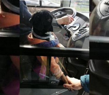ЦЕО БГ ГА ТРАЖИ: Украден пас који се возио са возачем ГСП