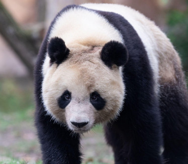 Znate li zašto su pande crno-bele boje?