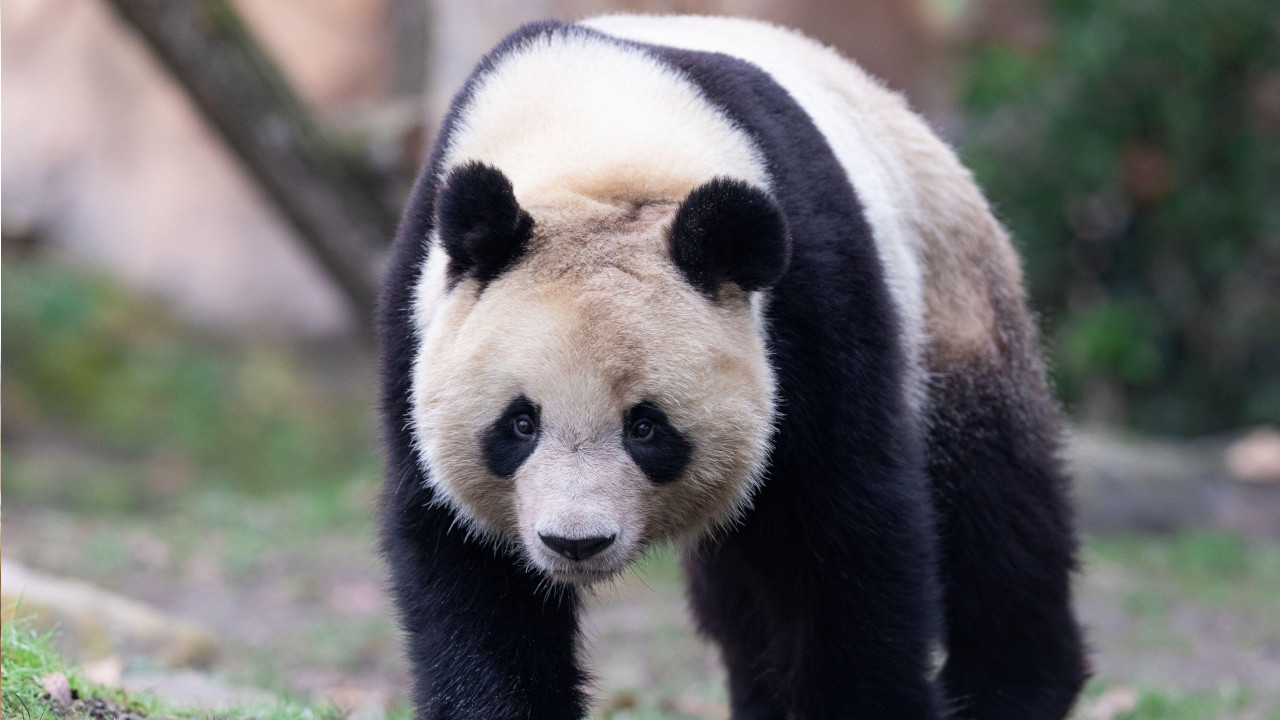 Znate li zašto su pande crno-bele boje?