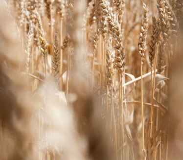 Кренуо извоз српске пшенице и кукуруза у Албанију