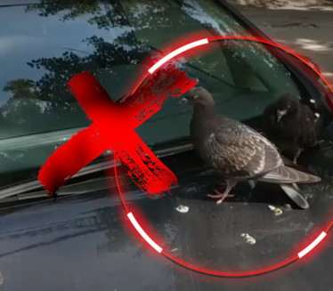 MOGUĆA TRAJNA OŠTEĆENJA: Kako očistiti ptičji izmet sa kola?