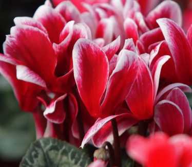 SINONIM ZA HARMONIJU: Ove biljke privući će ljubav u vaš dom