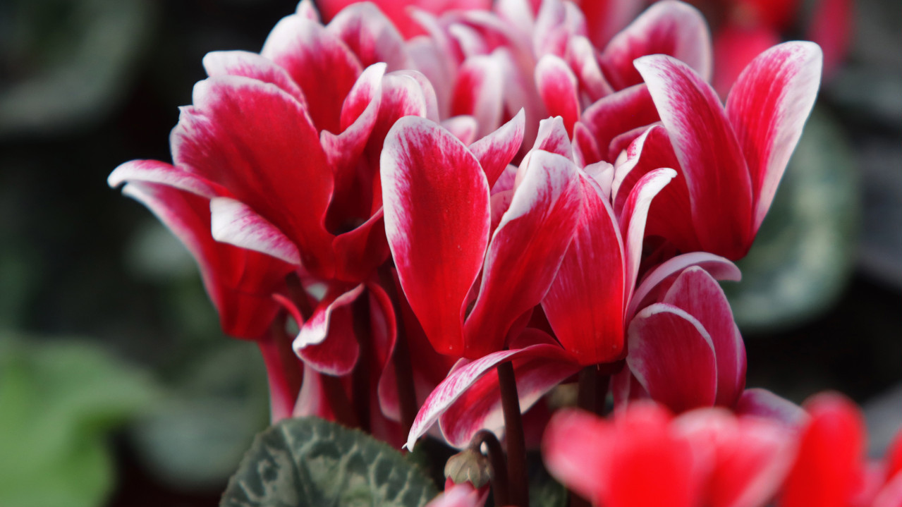 СИНОНИМ ЗА ХАРМОНИЈУ: Ове биљке привући ће љубав у ваш дом
