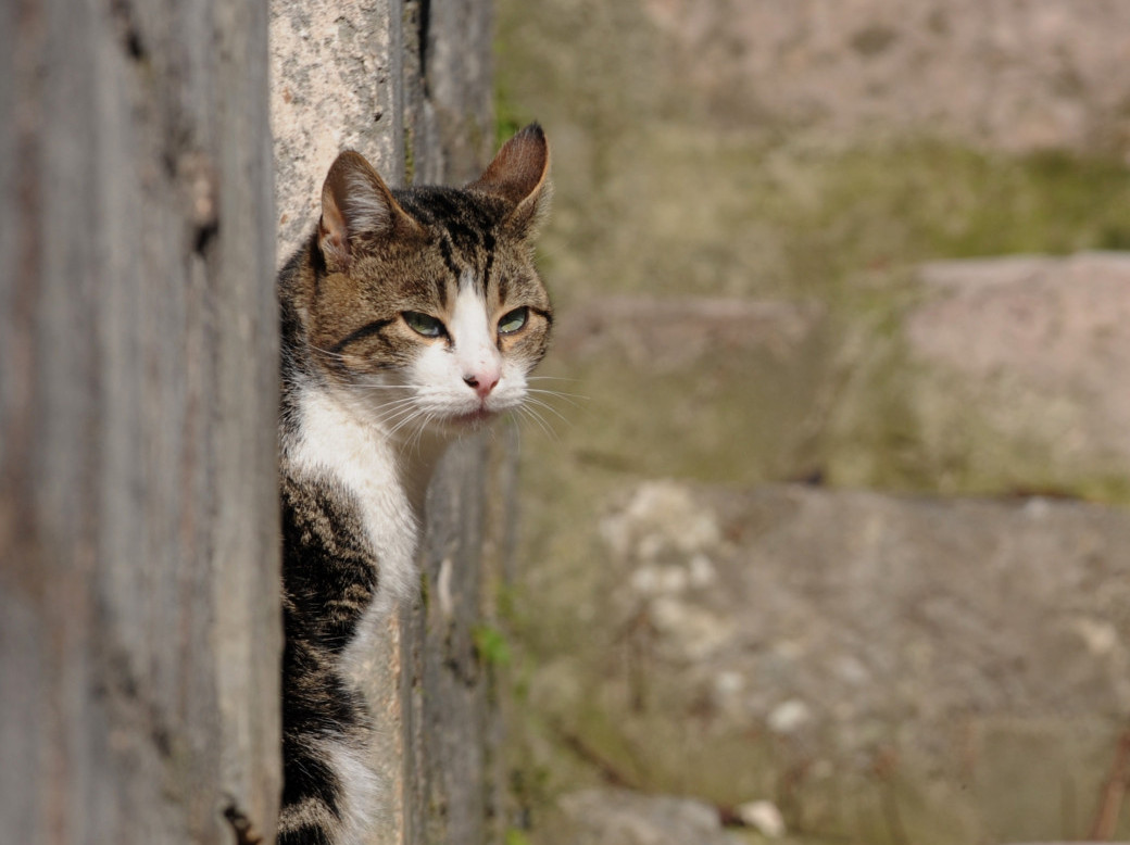 OTKRIVAMO: Zašto se kaže da mačke imaju 9 života?