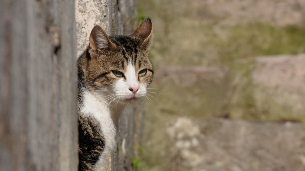 ОТКРИВАМО: Зашто се каже да мачке имају 9 живота?