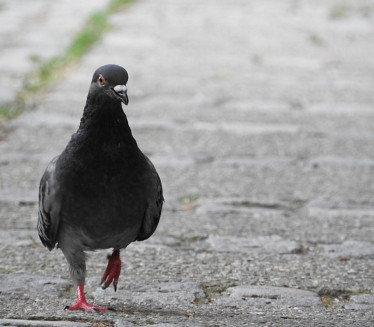 OVO SIGURNO NE ZNATE: Kako golub pismonoša zna put do kuće?