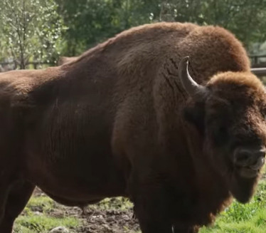 KRAJ GLASANJA: Poznata imena fruškogorskih bizona