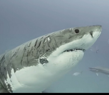 РЕДАК ПРИЗОР: "Испребијана" ајкула хит на интернету (ВИДЕО)