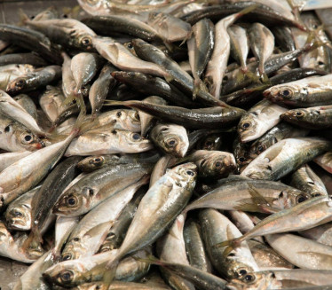 КРИВОЛОВ НА СКАДАРСКОМ ЈЕЗЕРУ: Заплењено 100 кг рибе (ФОТО)